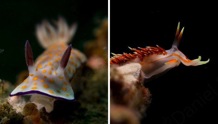 Nudibranch Are Very Beautiful Underwater Snails