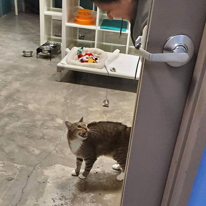 This Cat Was Locked Up In Solitary Confinement For Letting The Other Shelter Cats Out