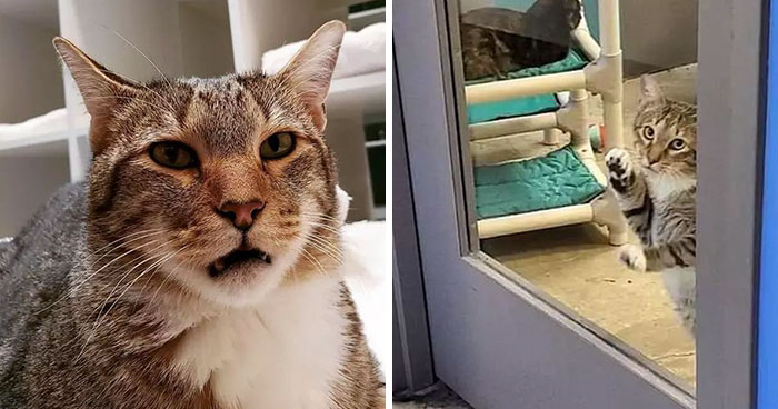 This Cat Was Locked Up In Solitary Confinement For Letting The Other Shelter Cats Out