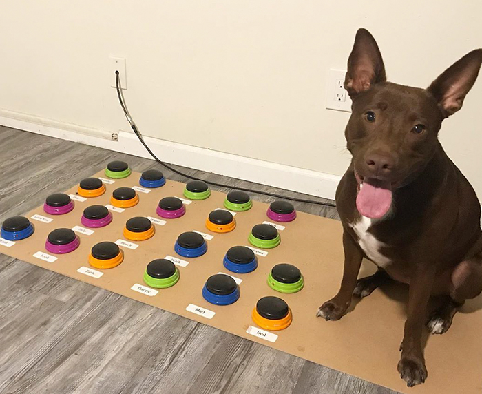 “Happy Ball Want Outside:” Dog Learns To Talk Using A Word Machine, Already Knows 29 Words