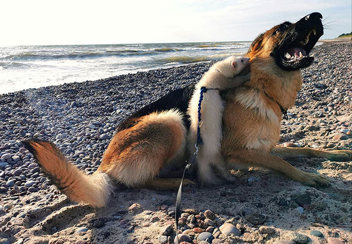 Meet Nova The German Shepherd And Pacco The Ferret, That Are The Unlikeliest Of Best Buds (28 Pics)
