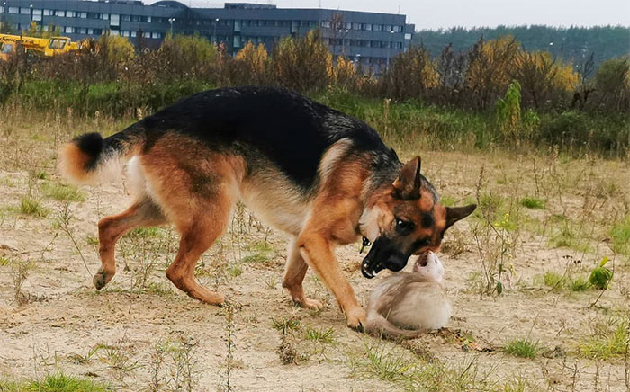 Meet Nova The German Shepherd And Pacco The Ferret, That Are The Unlikeliest Of Best Buds (28 Pics)