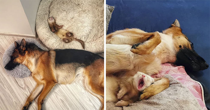 28 Pics of A German Shepherd & Ferret Unusual Friendship That Will Surprise You!