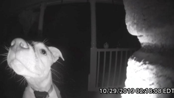 This Dog Rang The Doorbell At 2 AM After Getting Locked Out By Accident & Got Recorded By The Door Cam