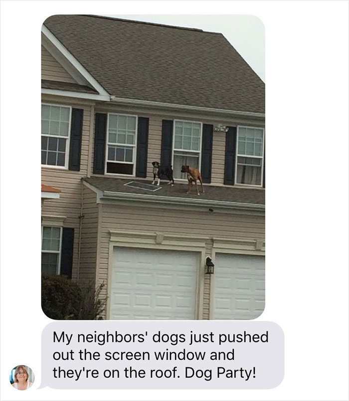2 Dogs Push Out And Get On The Roof, Neighbor Documents The Hilarious Attempts To Make Them Go Back Inside