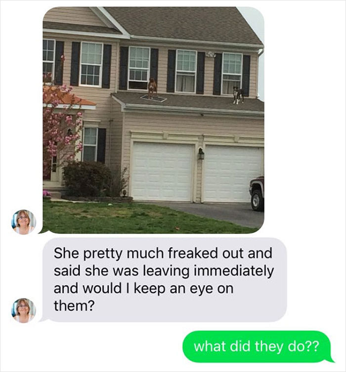 2 Dogs Push Out And Get On The Roof, Neighbor Documents The Hilarious Attempts To Make Them Go Back Inside