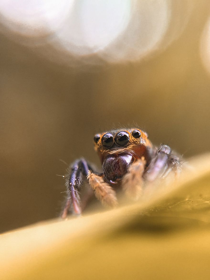 A Jumping Spider's Eyes