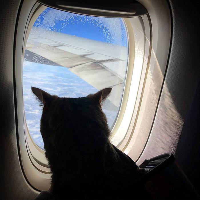 Guy Sneaks A Fat Cat On Board An Airplane, Gets Punished By The Airline After Landing