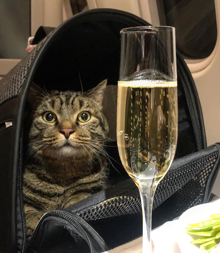 Guy Sneaks A Fat Cat On Board An Airplane, Gets Punished By The Airline After Landing