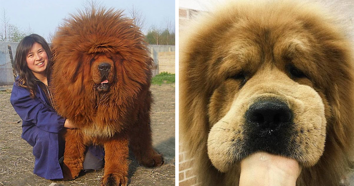 People Are Posting Funny And Cute Photos Of Tibetan Mastiffs, And It's  Crazy How Massive They