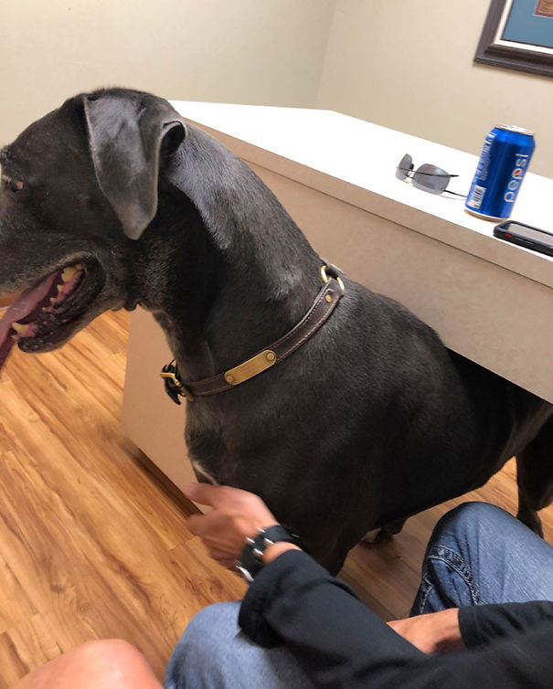 Great Dane Trying To Hide From The Vet