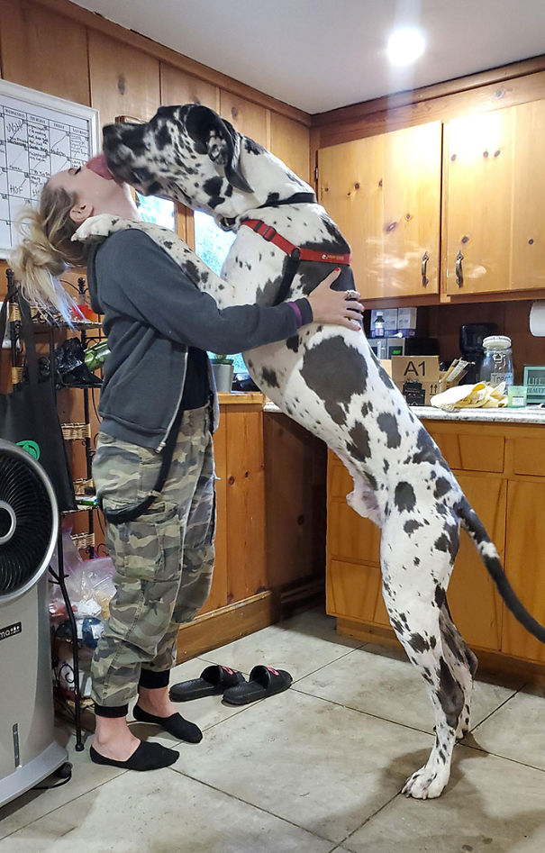 I Raise You Buddy The Great Dane. I'm 5'4" For Reference