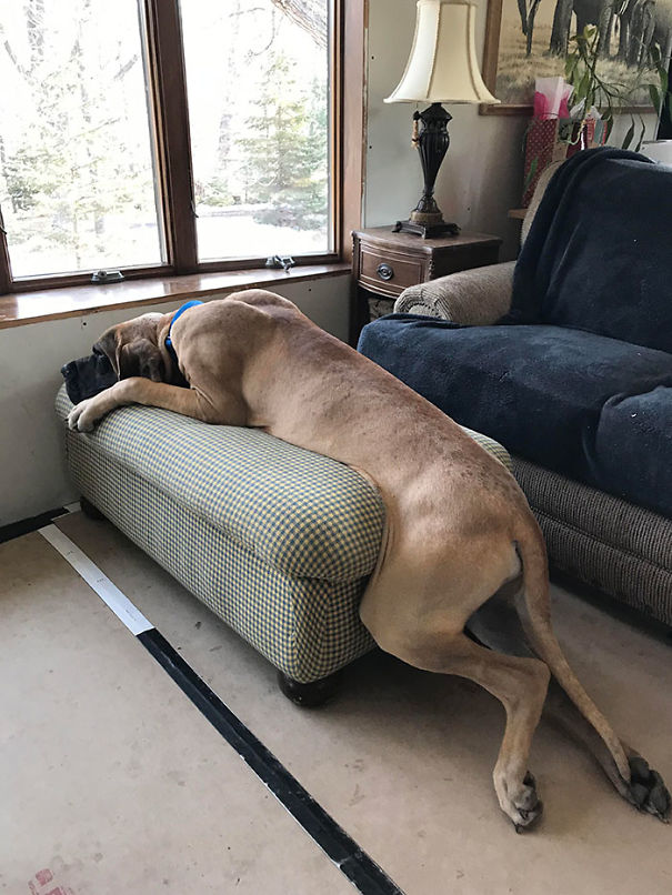 How My Parents' Great Dane Puppy Lays On The Ottoman He Outgrew