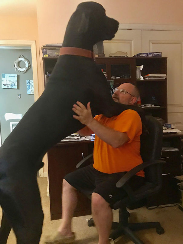 Who Also Loves Getting Hugs From Their Danes? This Is Kansas