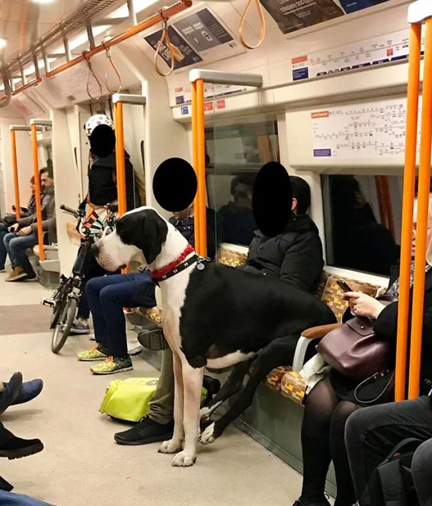 This Dog Sitting At A Subway