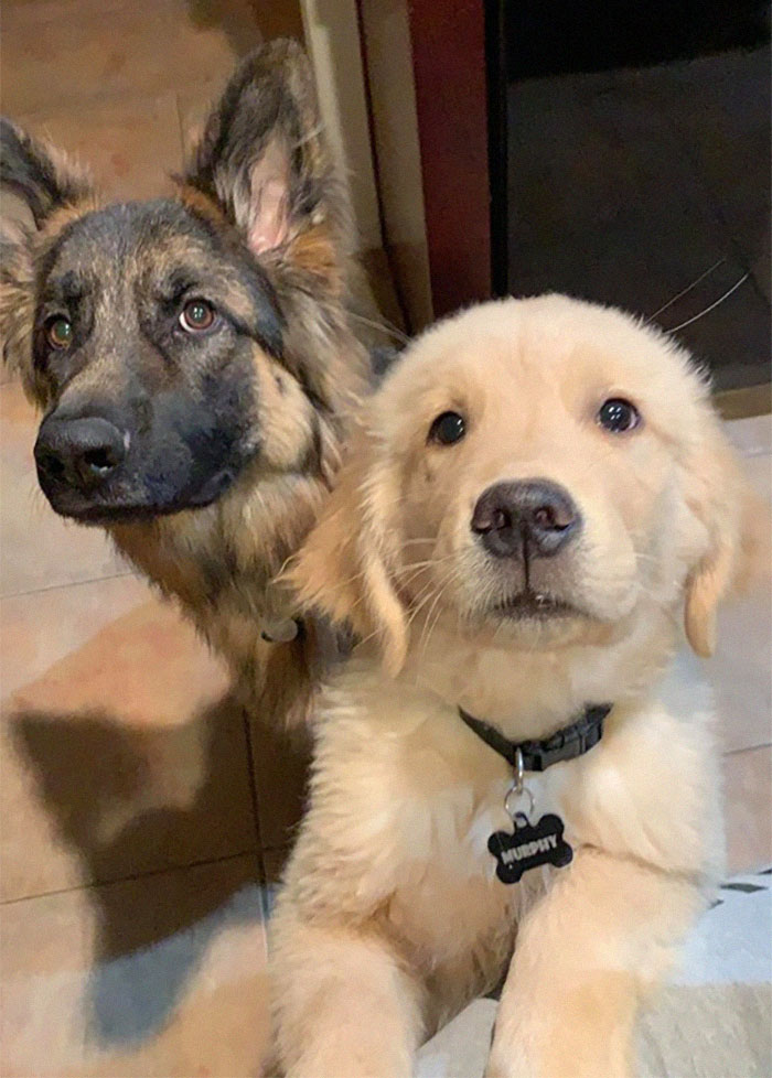 Goldie And German Shepherd In Panic After Owner 'Collapses', Have A Conversation On What To Do Next