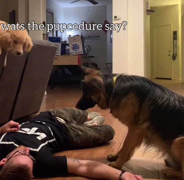 Golden Retriever and German Shepherd Panic After Their Owner Collapsed!