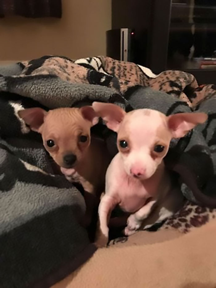 Man Who Makes Fun Of Tiny Dogs Gets Saved By A Chihuahua, Devotes His Life To Rescuing Them