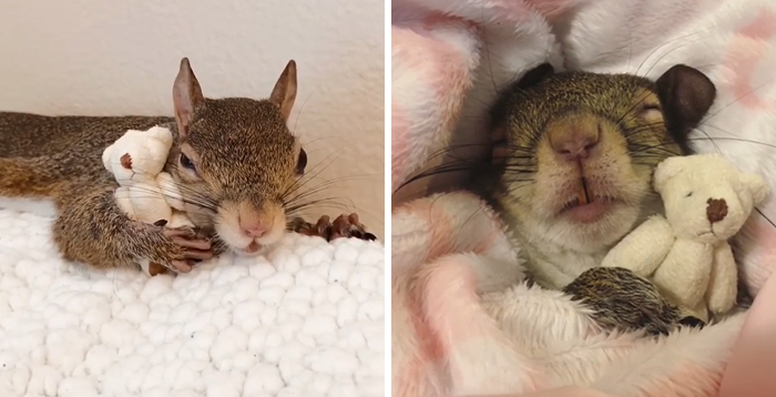 This Squirrel Rescued From Hurricane Isaac Can't Sleep Without Her Teddy Bear And People Can't Handle The Cuteness