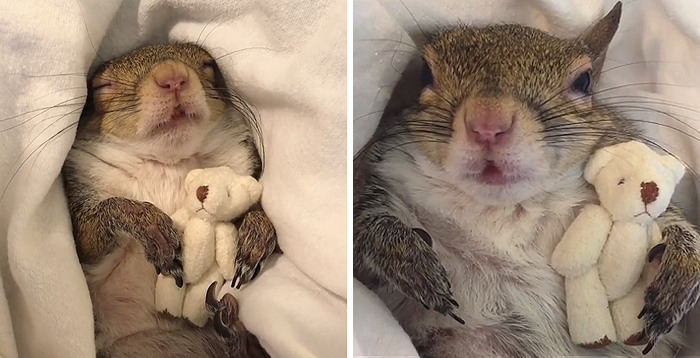 Esta ardilla rescatada del huracán Isaac no puede dormir sin su oso de peluche, y es lo más adorable
