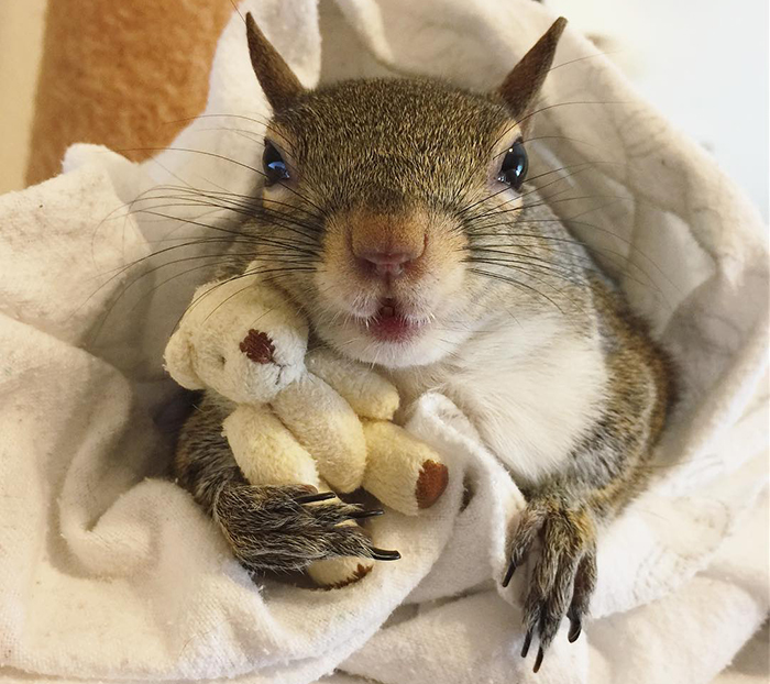 This Squirrel Rescued From Hurricane Isaac Can’t Sleep Without Her Teddy Bear And People Can’t Handle The Cuteness