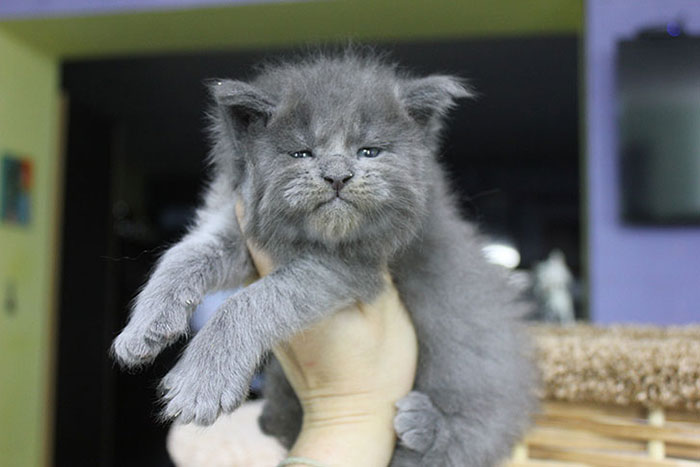  Цялото свърталище от 5 котенца Мейн Куун е родено със сладки, само че ядосани лица 
