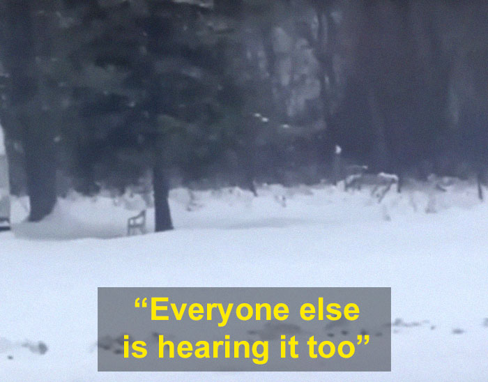 Man Documents A Strange Noise Coming From Outside The Forest, Asks What The Hell It Is