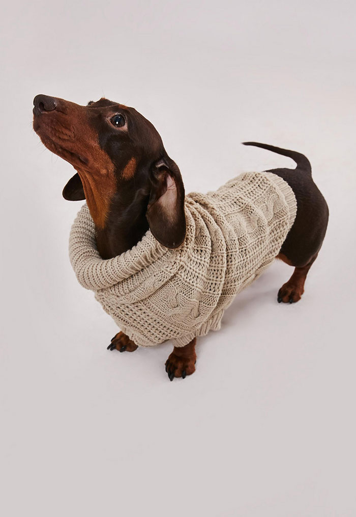 This Clothing Brand Started Selling Matching Sweaters For Dogs And Their Owners And They're Adorable
