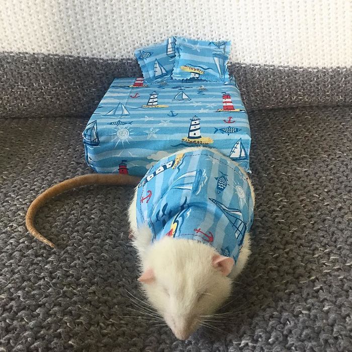 This Woman Makes Mattresses For Rats As Well As Matching Pajamas, And They're Adorable