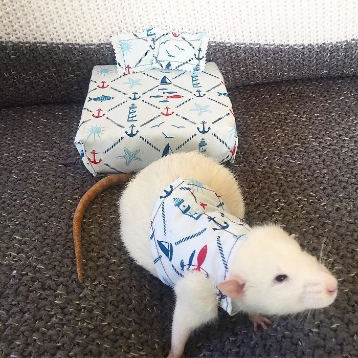 This Woman Makes Mattresses For Rats As Well As Matching Pajamas, And They're Adorable