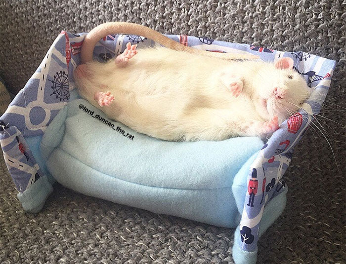 This Woman Makes Mattresses For Rats As Well As Matching Pajamas, And They’re Adorable