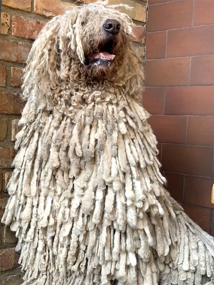 Este perro komondor se llama Hanga, se ha vuelto viral por su vídeo nadando y tiene suerte de que su dueña sea peluquera canina