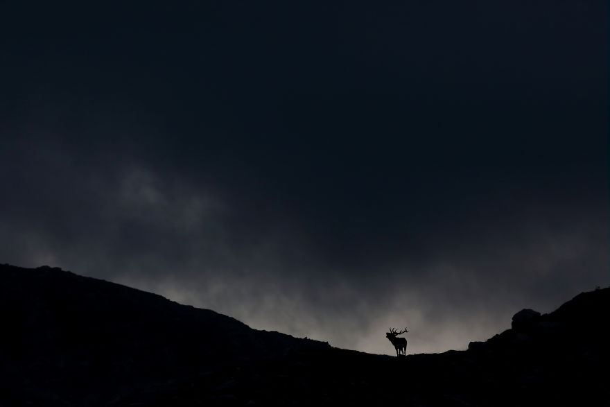 Category Mammals Highly Commended: 'Deer On The Crest' By François Nowicki (Fr)