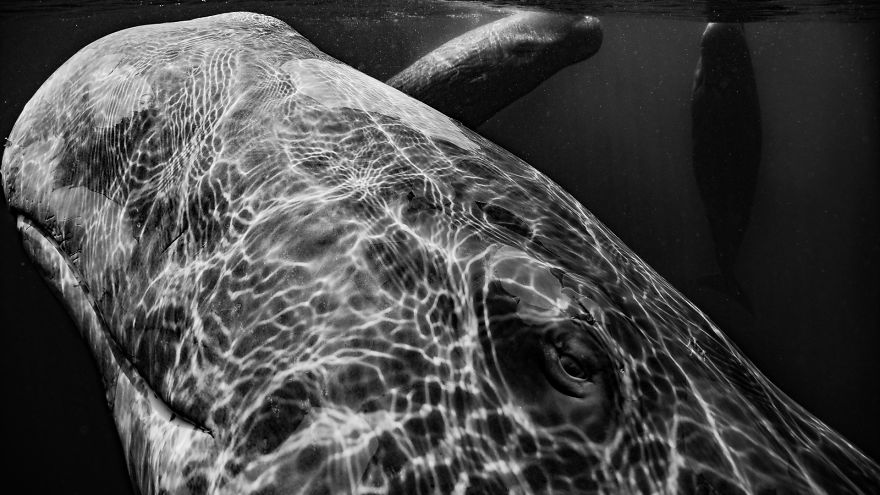Category Underwater Highly Commended: ' Close Inspection' By Wade Hughes (Au)