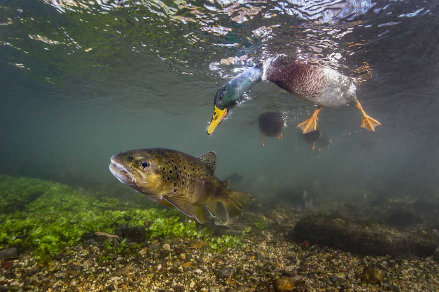 Category Underwater Highly Commended: 'Duck Photo Bomb' By Paul Colley (UK)