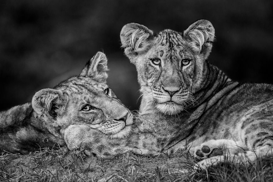 Category Black And White Highly Commended: 'Brothers' By Luke Massey (Es)