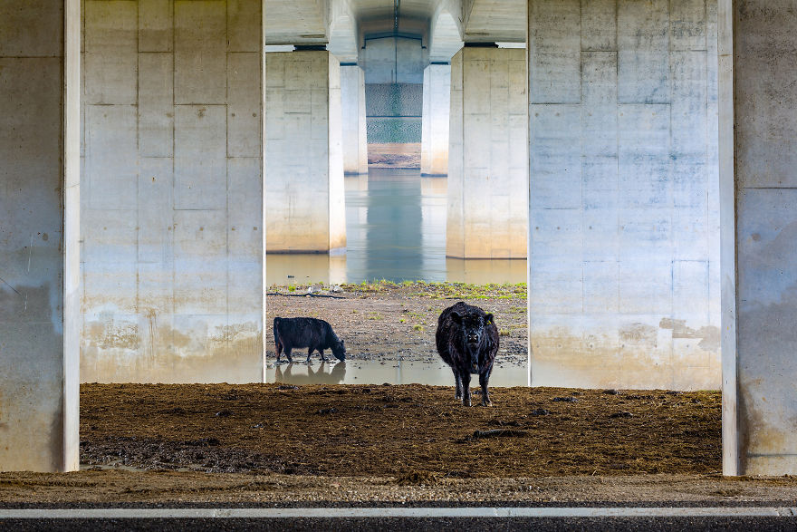 Category Landscapes Of The Lage Landen Winner: 'Galloways Under The Bridge' By Karin De Jonge (Nl)