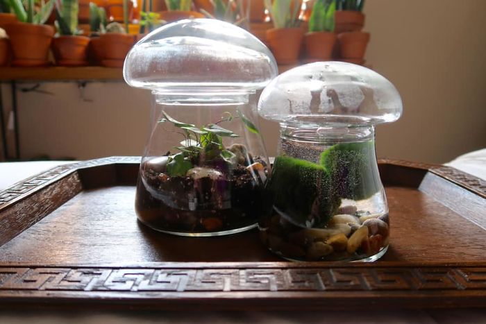 I Know How Much Everyone In Here Loves Mushrooms. Check Out These Sweet Mushroom Terrariums
