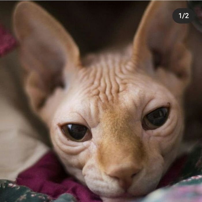 My Favorite Cat Nicknamed Dopamine! My Favorite Cat Nicknamed Dopamine!
