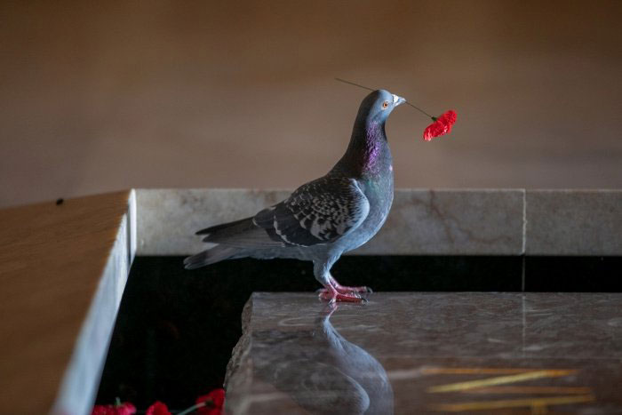 Pigeon Builds A Nest After Stealing Poppies From An Unknown Soldier's Grave
