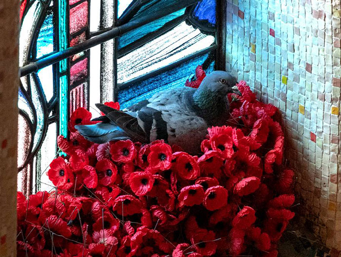 Pigeon Builds A Nest After Stealing Poppies From An Unknown Soldier's Grave
