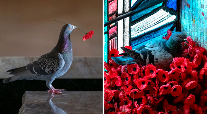 Pigeon Builds A Nest After Stealing Poppies From An Unknown Soldier’s Grave