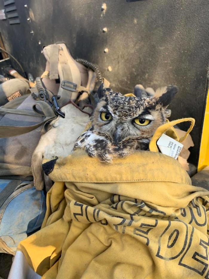 Owl Gets Rescued From Fire, Looks Angry As Hell And People Say It's Funny