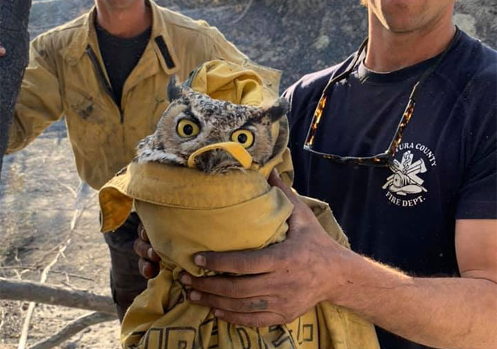 Owl Gets Rescued From Fire, Looks Angry As Hell And People Say It’s Funny