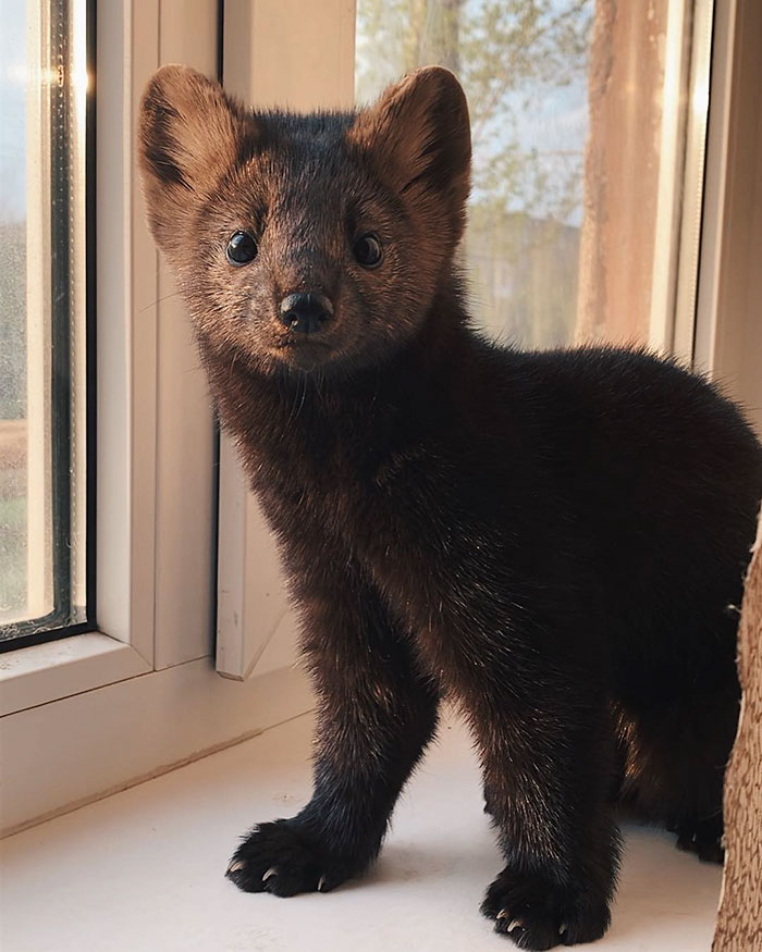 Woman Rescues This Sable From Becoming Someone's Coat, Decides To Keep Her As A Pet Since She's Not Fit To Live In The Wild