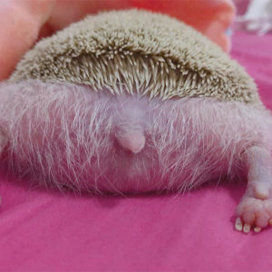 Person Notices How Defenseless Hedgehogs Become When Sleeping, And This Butt Thread Will Make Your Day 33