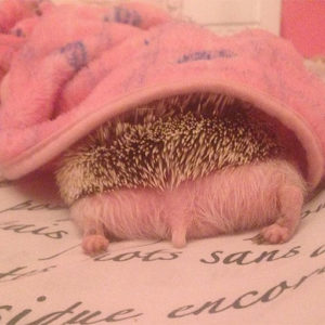 Person Notices How Defenseless Hedgehogs Become When Sleeping, And This Butt Thread Will Make Your Day 50