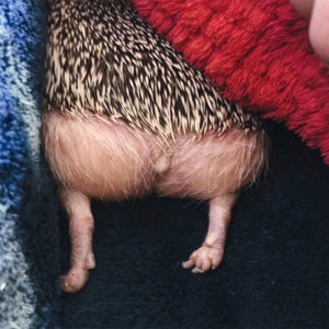 Person Notices How Defenseless Hedgehogs Become When Sleeping, And This Butt Thread Will Make Your Day 23