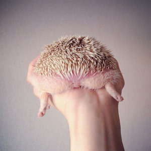 Person Notices How Defenseless Hedgehogs Become When Sleeping, And This Butt Thread Will Make Your Day 52