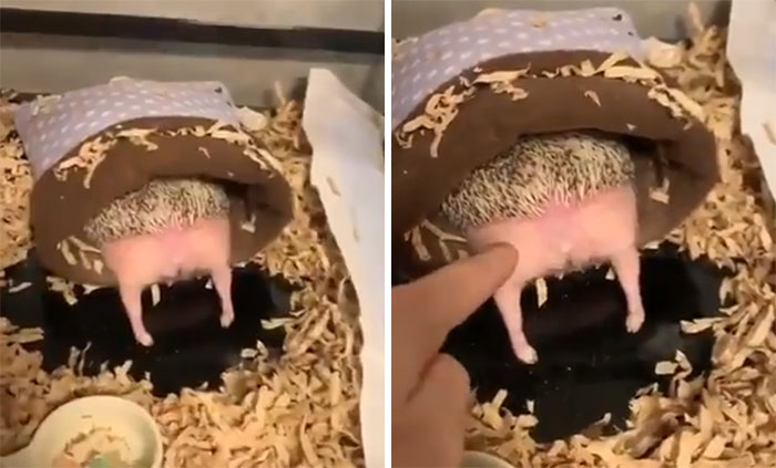 Person Notices How Defenseless Hedgehogs Become When Sleeping, And This Butt Thread Will Make Your Day 36